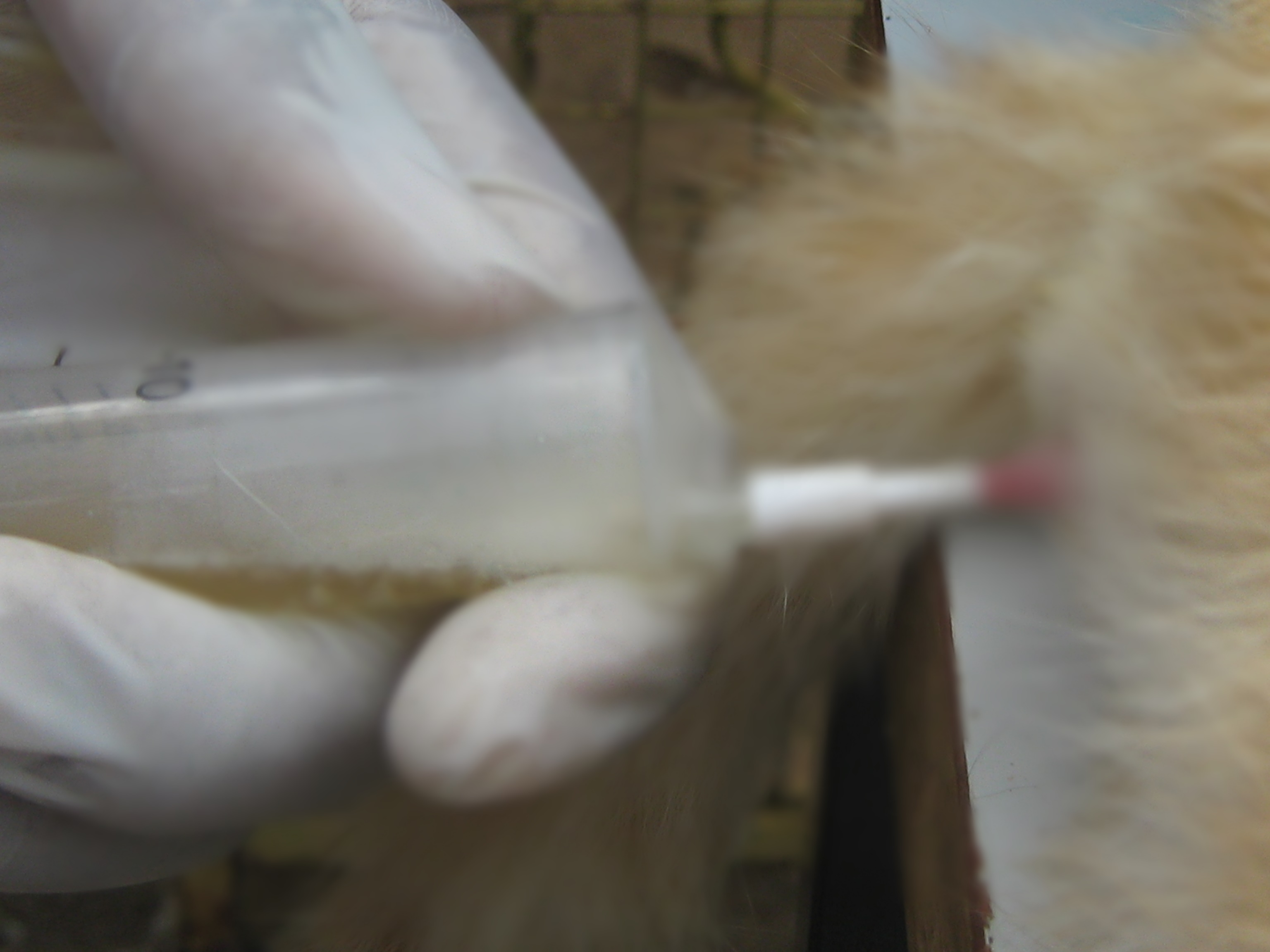 Withdrawing cat urine using a syringe attached to the urinary catheter