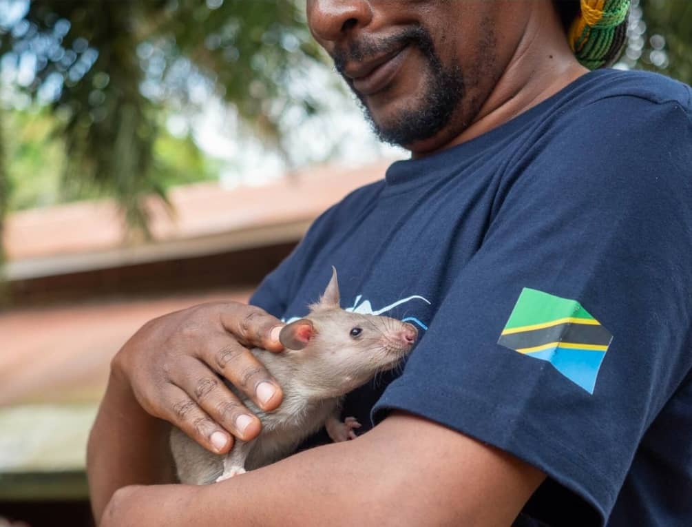 SUA Highlights the Legacy Of Magawa, The Life Saving Hero who Left a Global Mark2 (3)