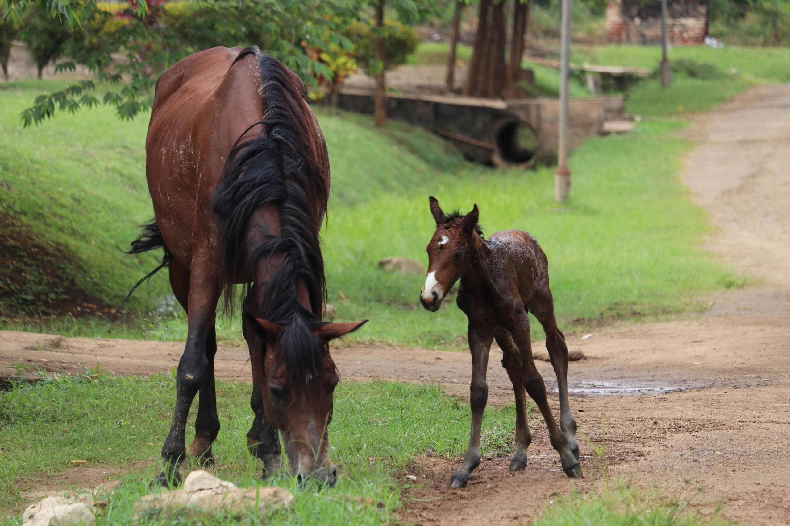 Sokoine University Celebrates Birth of Another Foal Within a Year1
