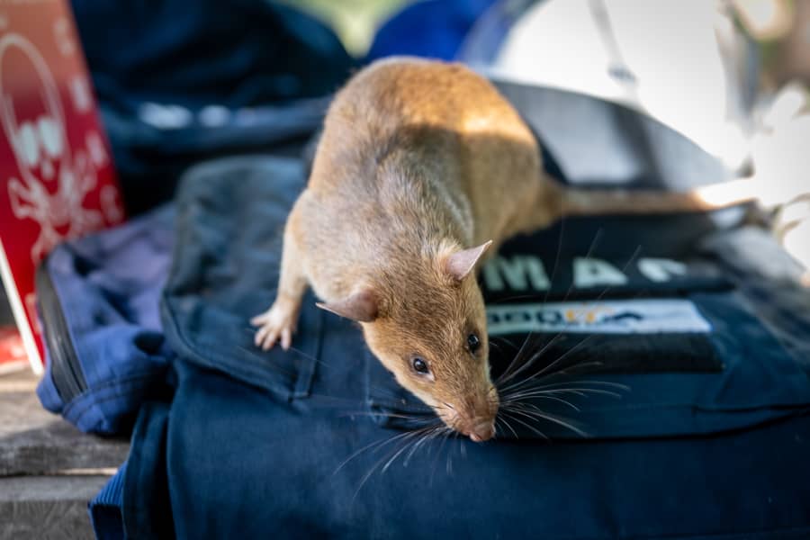 HeroRAT Ronin Breaks Guinness World Record2