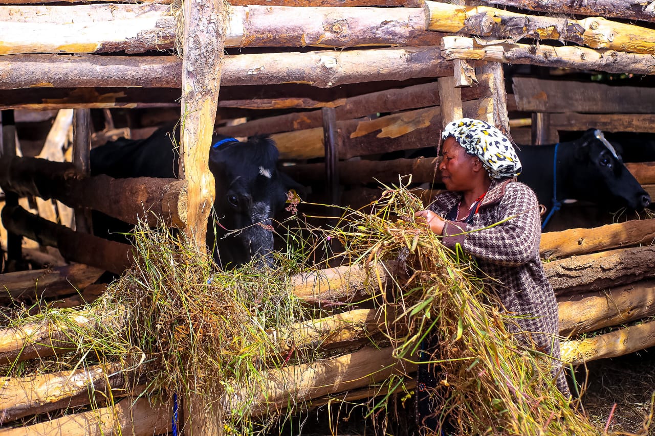 SUA Advances Efforts to Control Mastitis in Dairy Cattle3