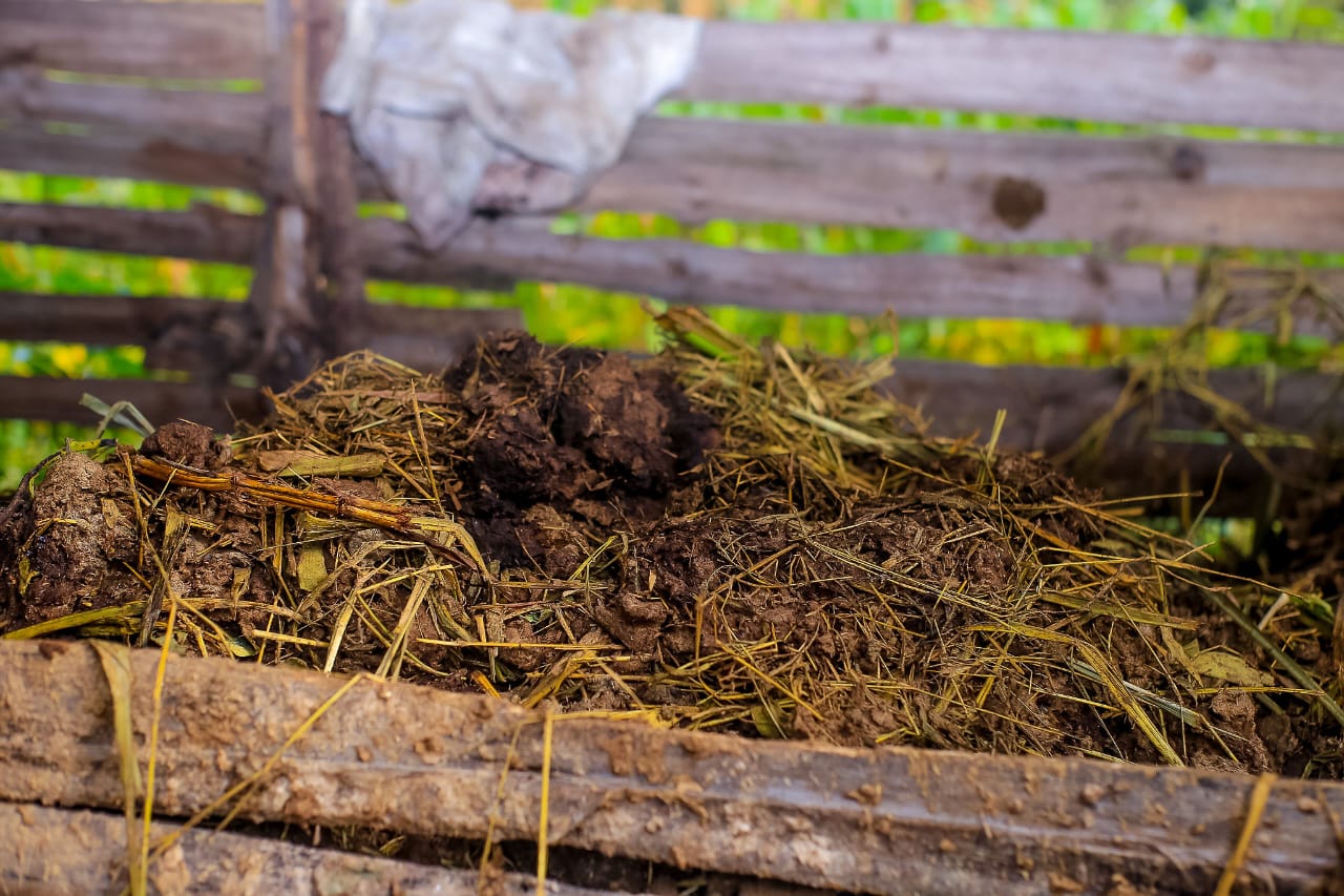 SUA Advances Efforts to Control Mastitis in Dairy Cattle7
