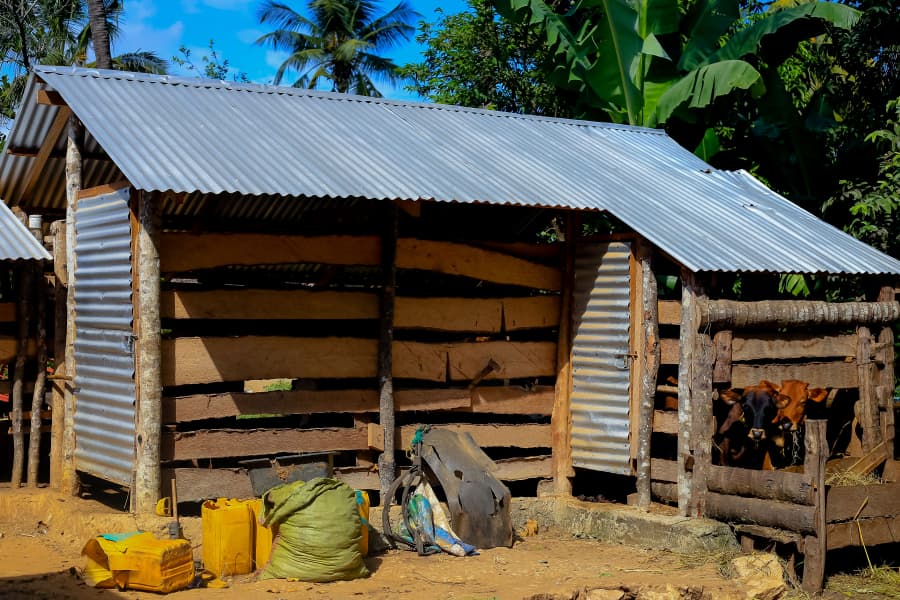 Tanga Livestock Farmers Commend SUA for Livestock Training and Mastitis Treatment Innovation3
