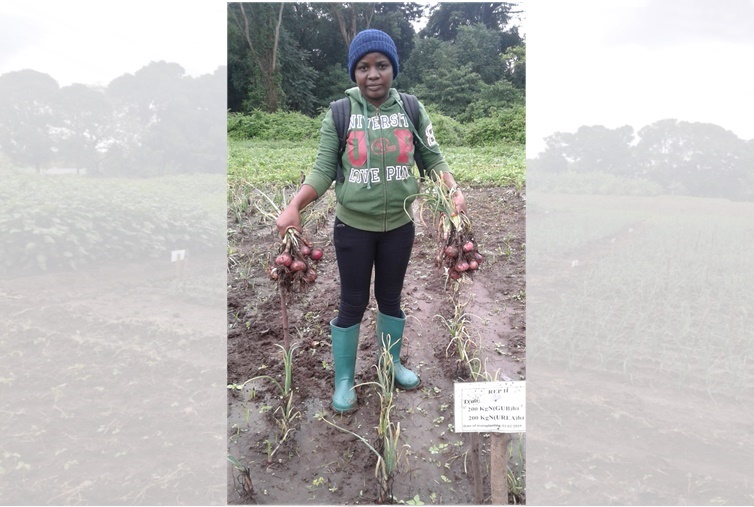 Msc student harvesting onion in a plot applied both biowaste & urea