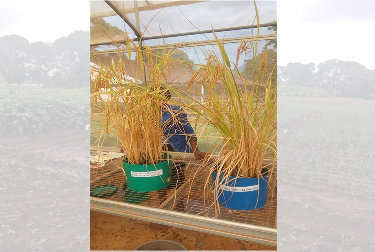 Rice at maturity in pot experiment on the left applied biowaste & urea and on the right is urea alone   