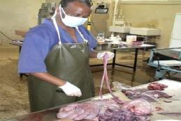 Postmortem examination and preserved pathological specimens for practical training