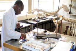 Skeleton mounting and Topographical muscle display for animal morphological studies