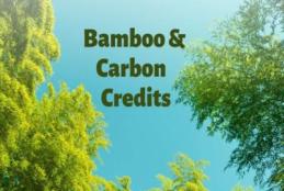 Tanzania Unveils Bamboo Strategy Incorporating Carbon Credits