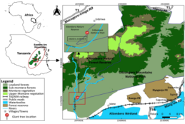 SUA Researchers Discover Africa’s Second Tallest Tree - A 64.5-Metre Giant Hidden in the Udzungwa Mountains